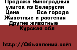 Продажа Виноградных улиток из Беларусии › Цена ­ 250 - Все города Животные и растения » Другие животные   . Курская обл.